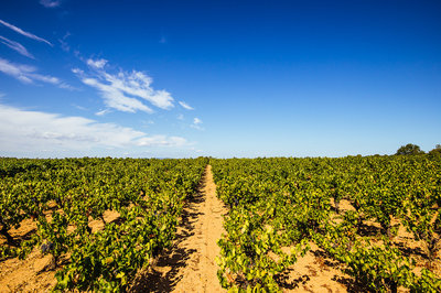 豐德酒業(yè) 以全球視野引領(lǐng)酒業(yè)進(jìn)出口貿(mào)易新篇章
